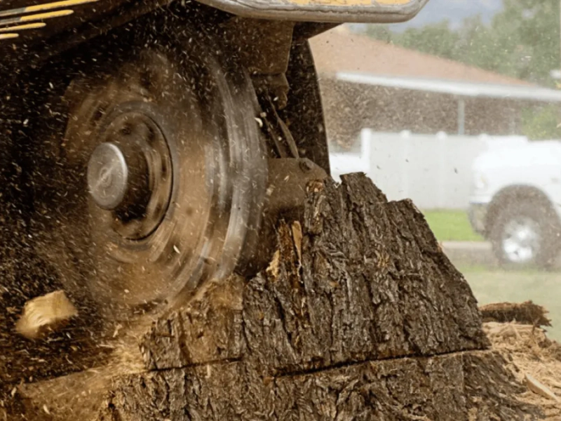 Forestry Mulching Forestry Mulching